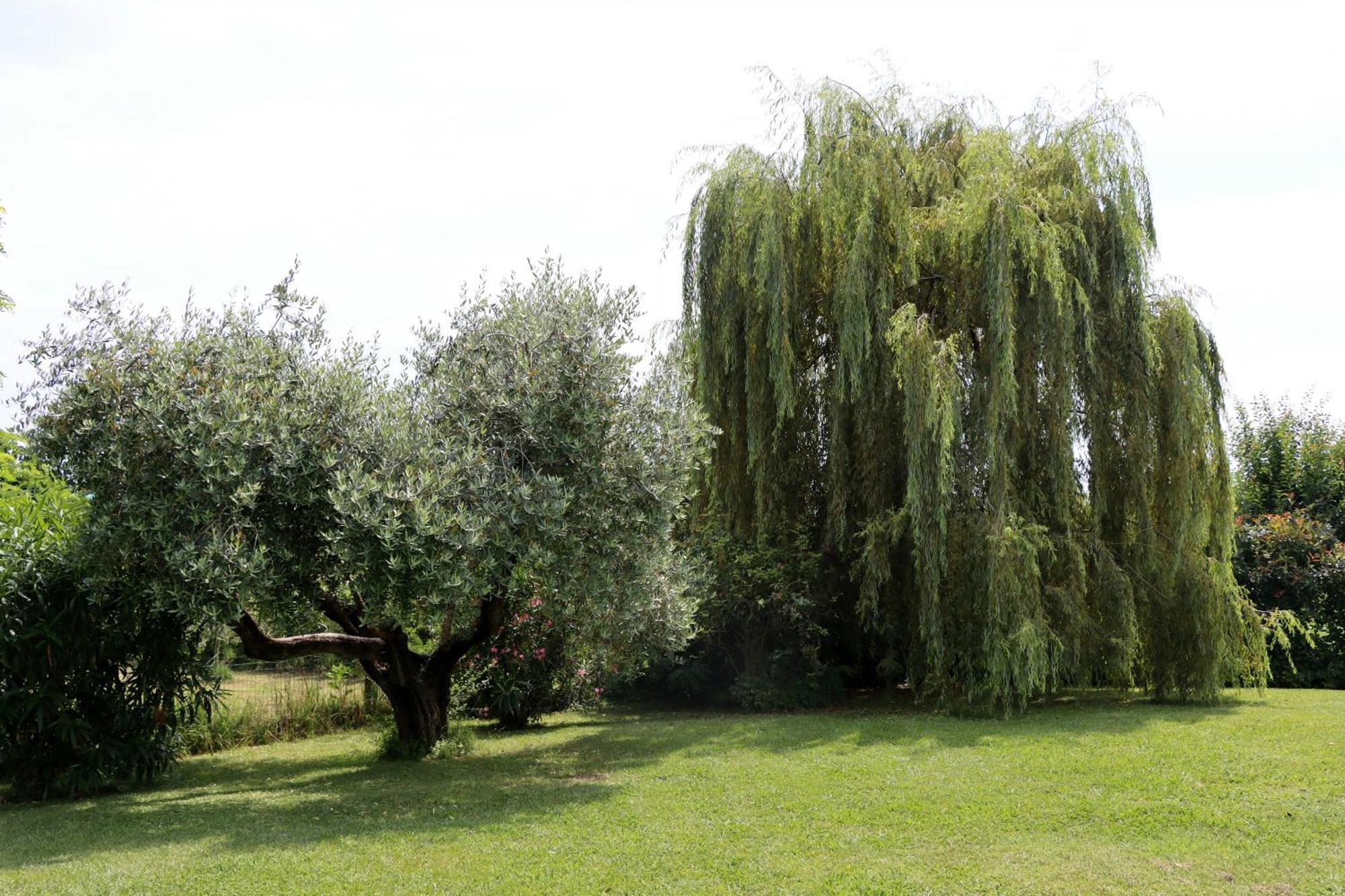 Il Toscanello Camaiore Bagian luar foto